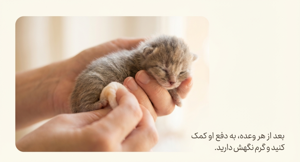 آیا بچه گربه‌ها می‌توانند شیر بخورند؟