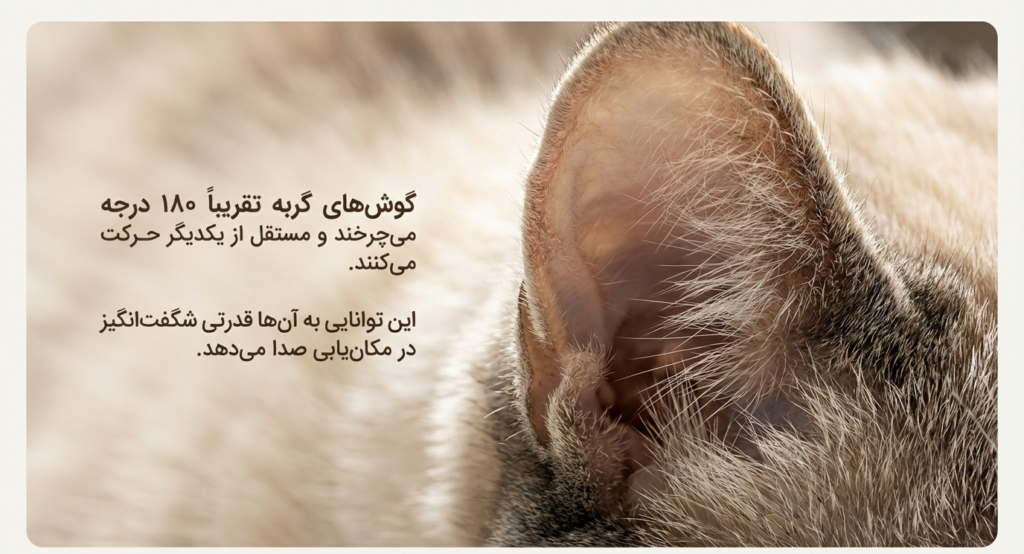 آیا گربهها نام خود را میشناسند؟ 3 آیا گربهها نام خود را میشناسند؟