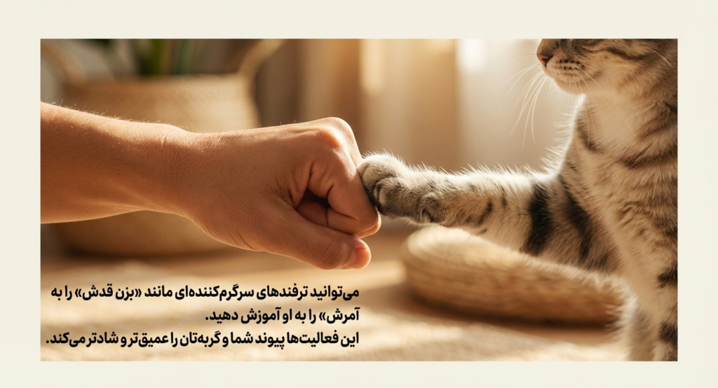 آیا گربهها نام خود را میشناسند؟ 9 آیا گربهها نام خود را میشناسند؟