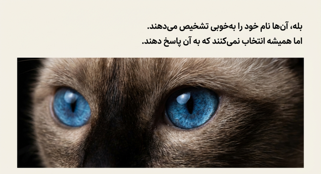 آیا گربهها نام خود را میشناسند؟ 1 آیا گربهها نام خود را میشناسند؟