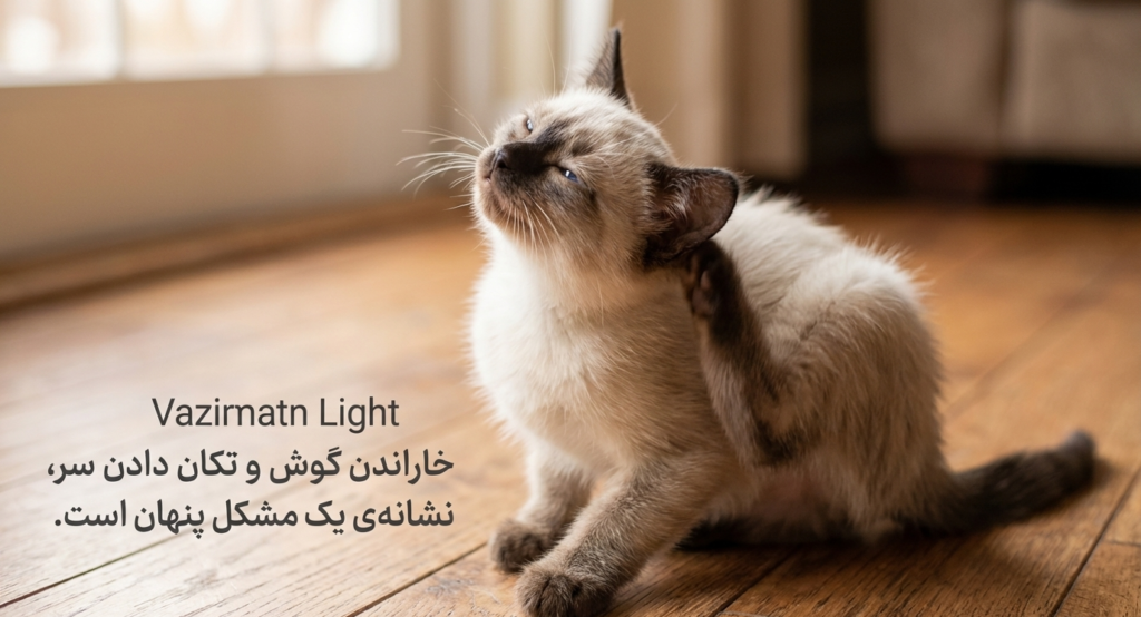 بیماریهای شایع در بچه گربهها 3 بیماریهای شایع در بچه گربهها