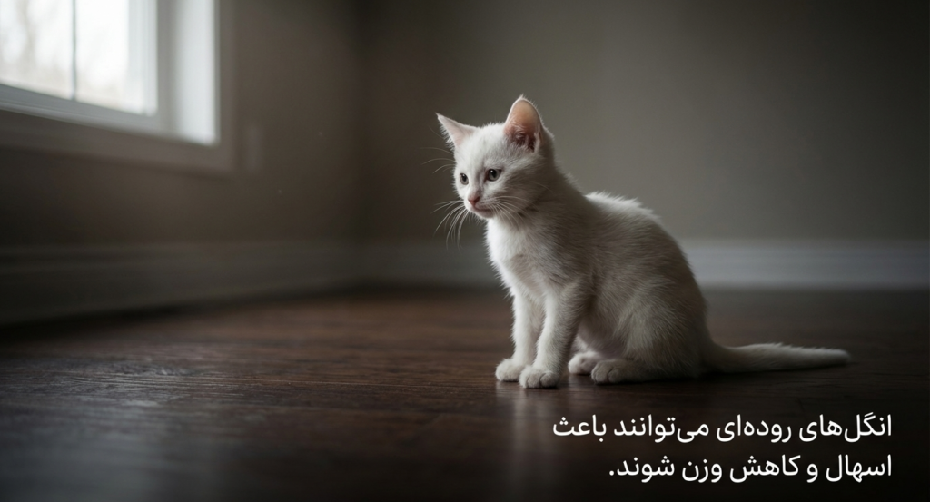 بیماریهای شایع در بچه گربهها 4 بیماریهای شایع در بچه گربهها