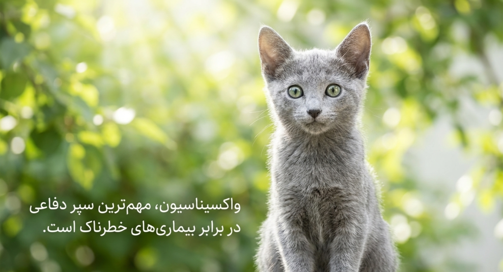 بیماریهای شایع در بچه گربهها 6 بیماریهای شایع در بچه گربهها