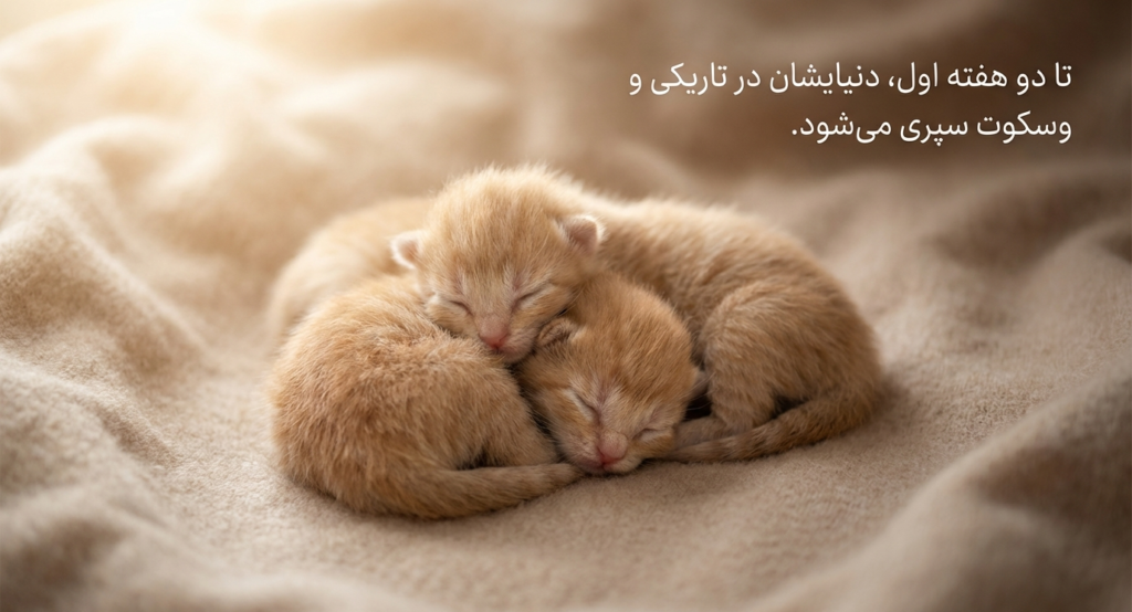 عفونت چشم در گربههای نوزاد 1 عفونت چشم در گربههای نوزاد
