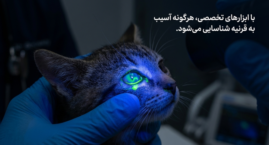 عفونت چشم در گربههای نوزاد 6 عفونت چشم در گربههای نوزاد