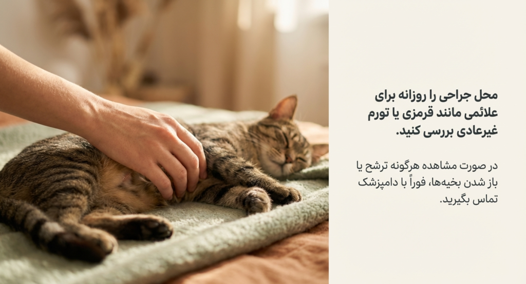 عقیمسازی گربه ماده 8 عقیمسازی گربه ماده