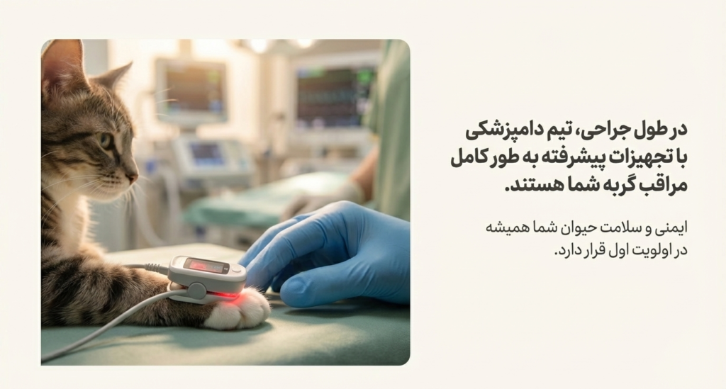 عقیمسازی گربه ماده 4 عقیمسازی گربه ماده