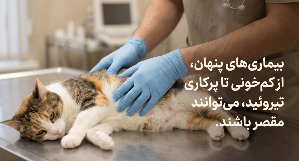 پیکا در گربهها 3 پیکا در گربهها
