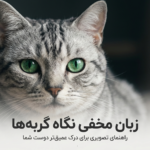 چرا گربه‌ام به من خیره می‌شود؟