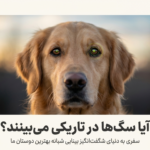 آیا سگ‌ها در تاریکی می‌بینند؟ راز چشم‌های جادویی