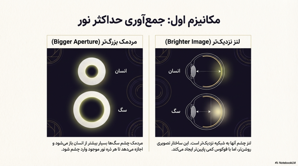 آیا سگ‌ها در تاریکی می‌بینند؟