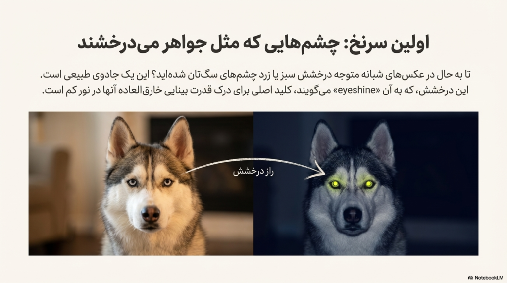 آیا سگ‌ها در تاریکی می‌بینند؟