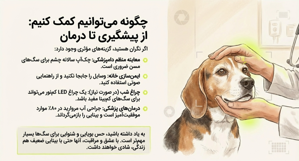 آیا سگ‌ها در تاریکی می‌بینند؟