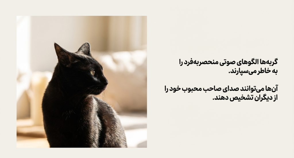 آیا گربه‌ها نام خود را می‌شناسند؟