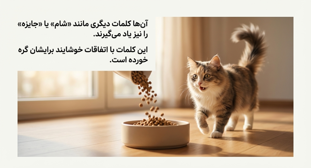 آیا گربه‌ها نام خود را می‌شناسند؟