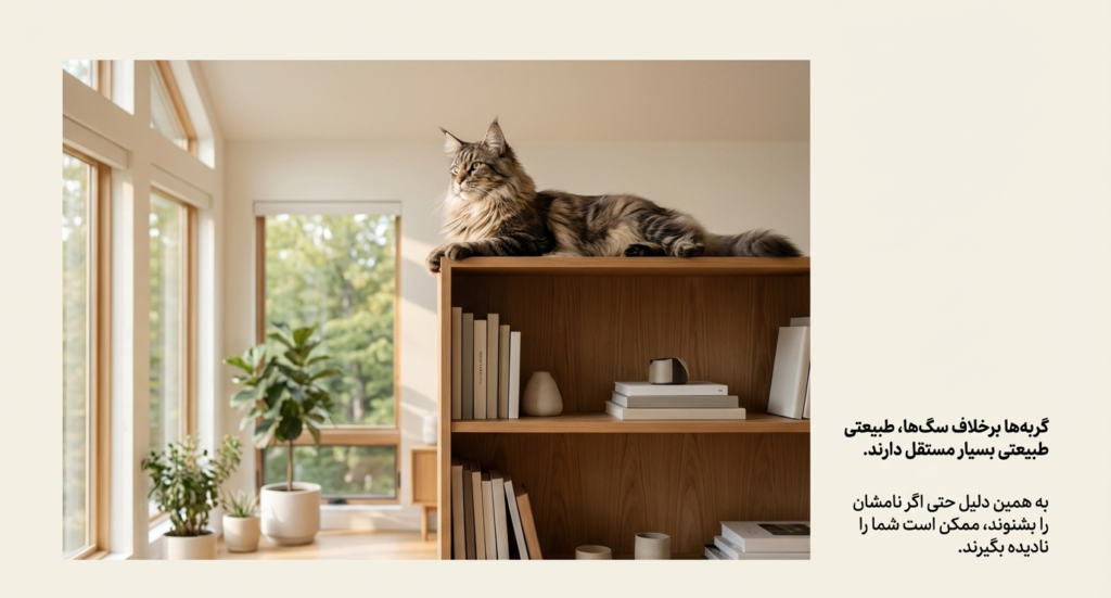 آیا گربه‌ها نام خود را می‌شناسند؟