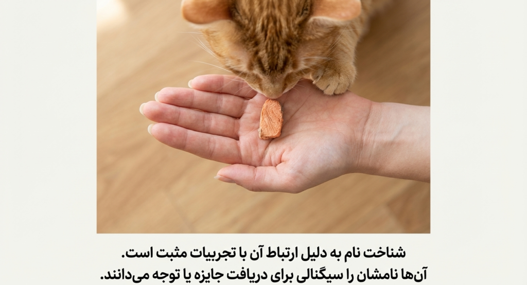 آیا گربه‌ها نام خود را می‌شناسند؟