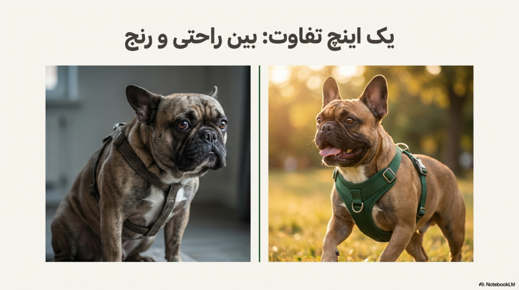 شیوه درست اندازه گیری سگ برای لباس، هارنس و قلاده