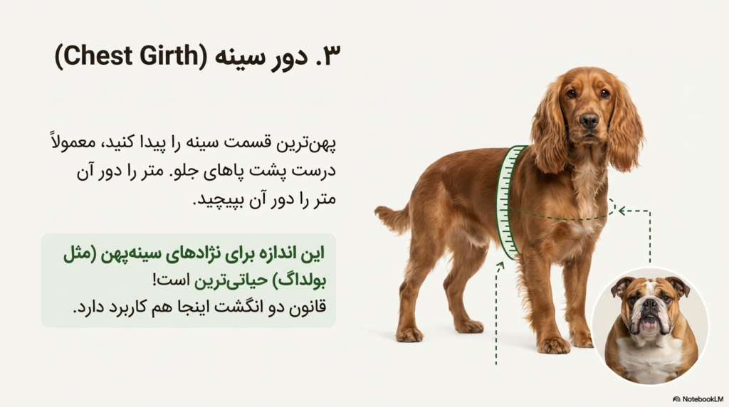 شیوه درست اندازه گیری سگ برای لباس، هارنس و قلاده 5 اندازه گیری سگ