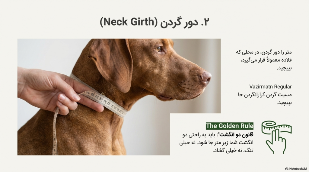 شیوه درست اندازه گیری سگ برای لباس، هارنس و قلاده 4 اندازه گیری سگ