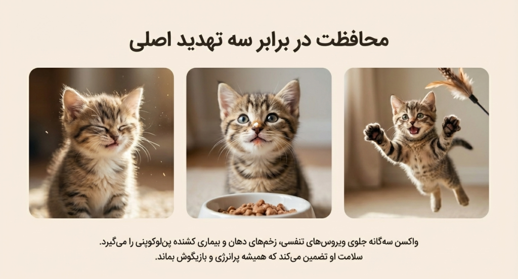 برنامه واکسیناسیون بچه گربه