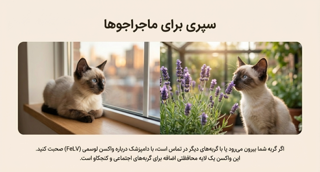 برنامه واکسیناسیون بچه گربه