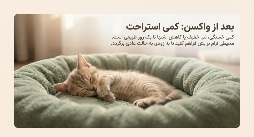 برنامه واکسیناسیون بچه گربه