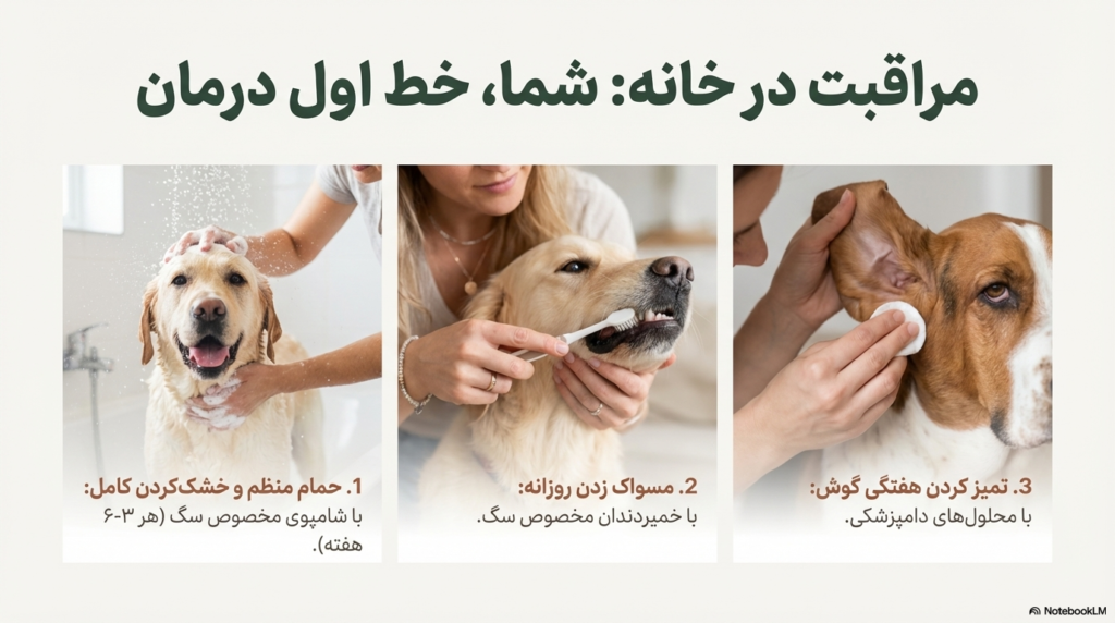 علت بوی بد سگ خانگی 4 بوی بد سگ خانگی