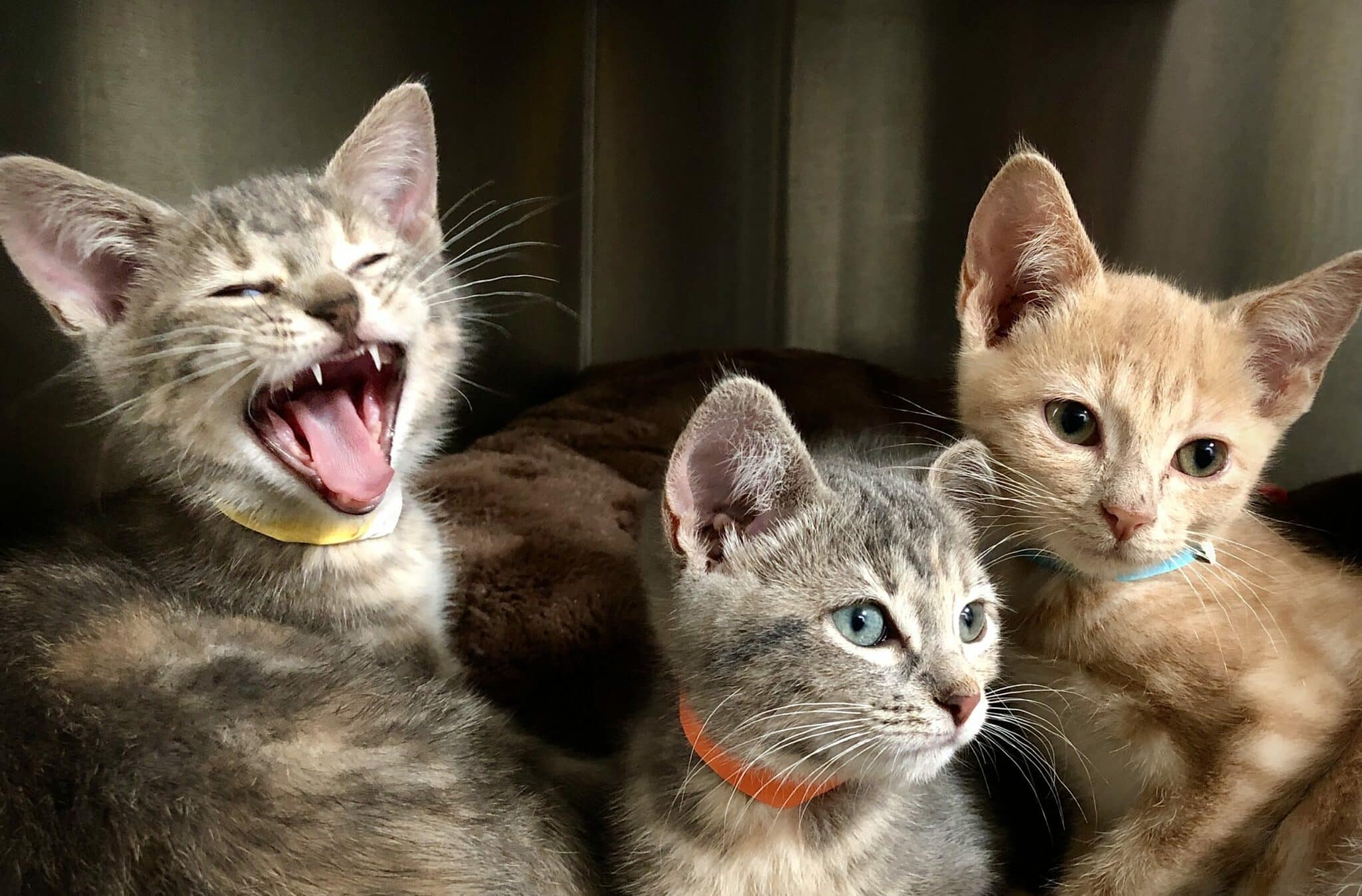 بیماری بچه گربه ها