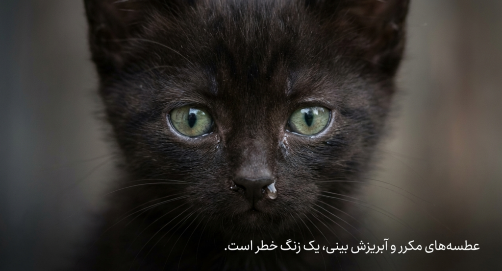 بیماری‌های شایع در بچه گربه‌ها