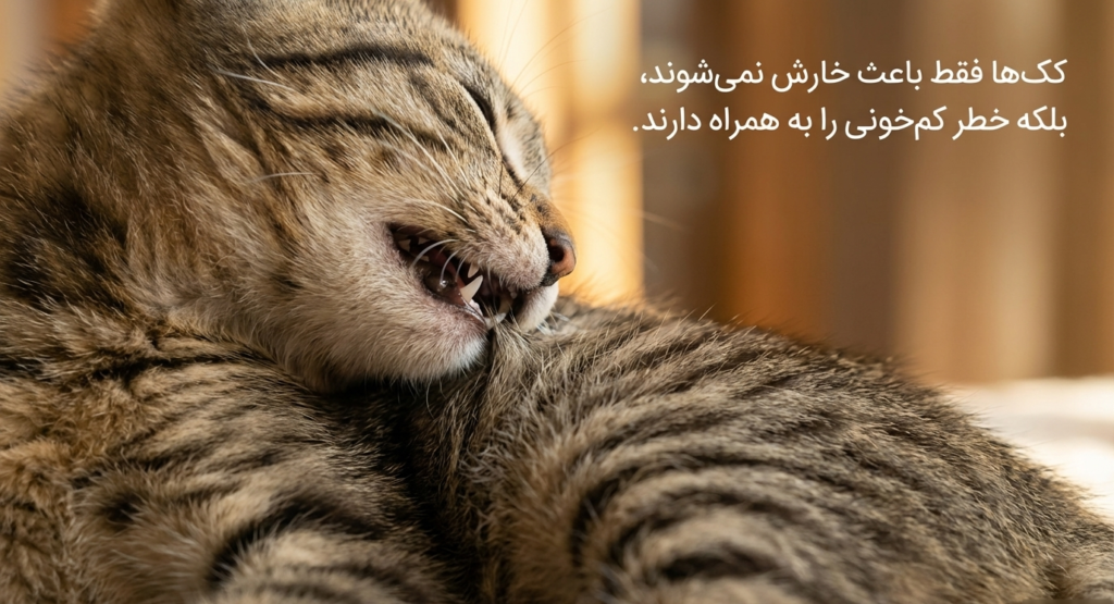 بیماری‌های شایع در بچه گربه‌ها