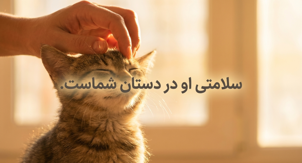 بیماری‌های شایع در بچه گربه‌ها