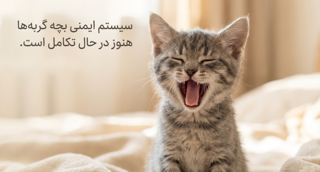 بیماری‌های شایع در بچه گربه‌ها