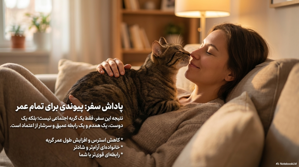 راهنمای کامل اجتماعی کردن بچه گربه 4 راهنمای کامل اجتماعی کردن بچه گربه