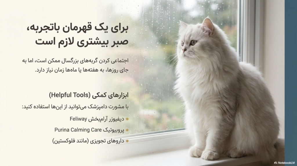 راهنمای کامل اجتماعی کردن بچه گربه 3 اجتماعی کردن بچه گربه