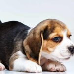 چگونه به توله سگی که وزن اضافه نمی‌کند کمک کنیم؟