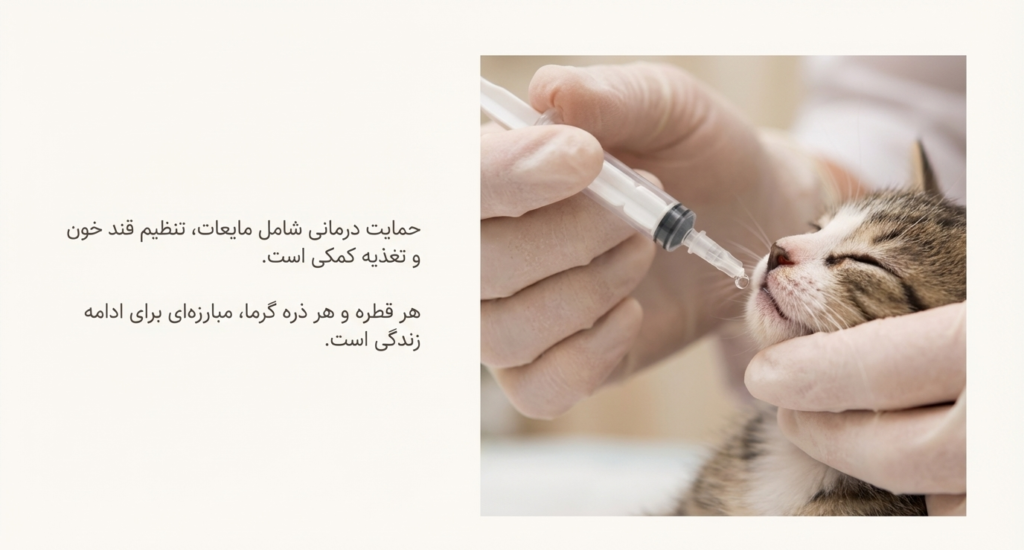 سندرم بچه‌گربه محو شونده