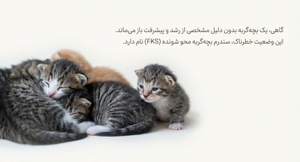 سندرم بچه‌گربه محو شونده