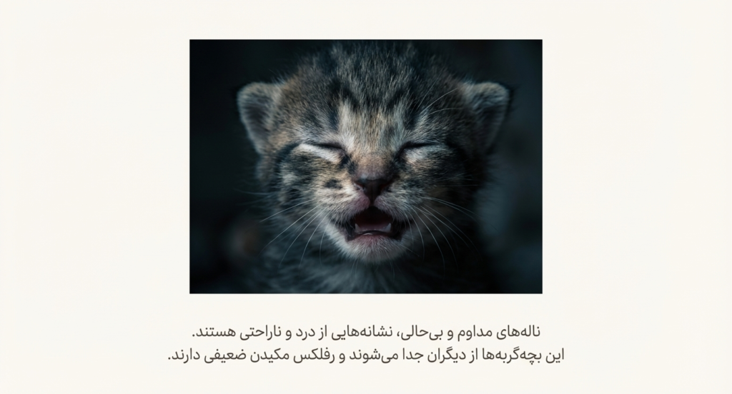 سندرم بچه‌گربه محو شونده