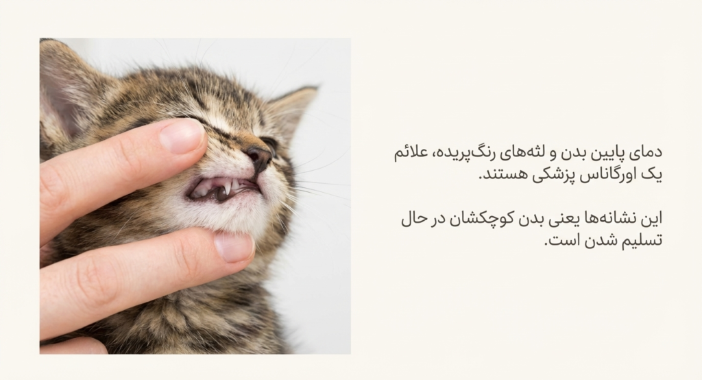 سندرم بچه‌گربه محو شونده