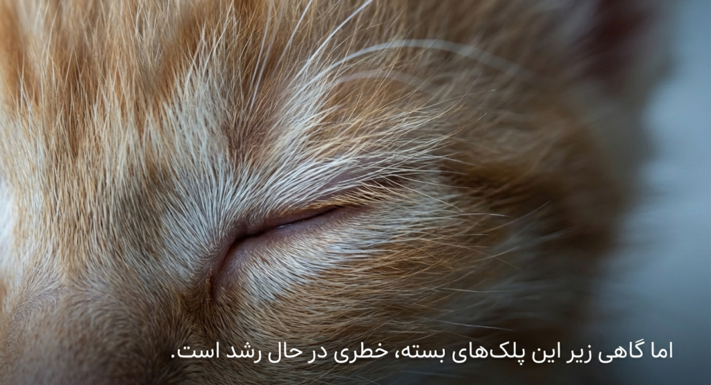 عفونت چشم در گربه‌های نوزاد