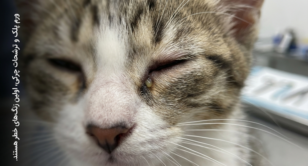 عفونت چشم در گربه‌های نوزاد