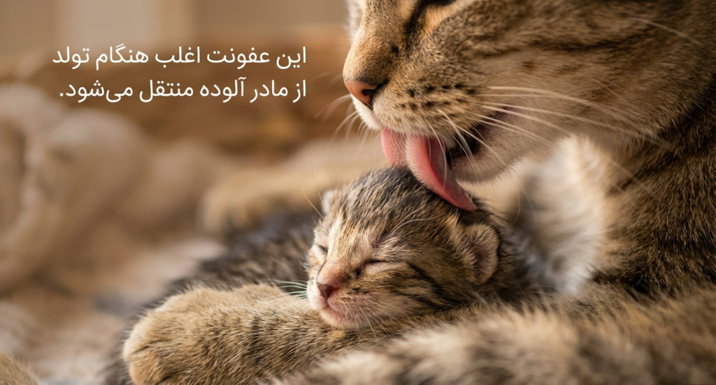 عفونت چشم در گربه‌های نوزاد