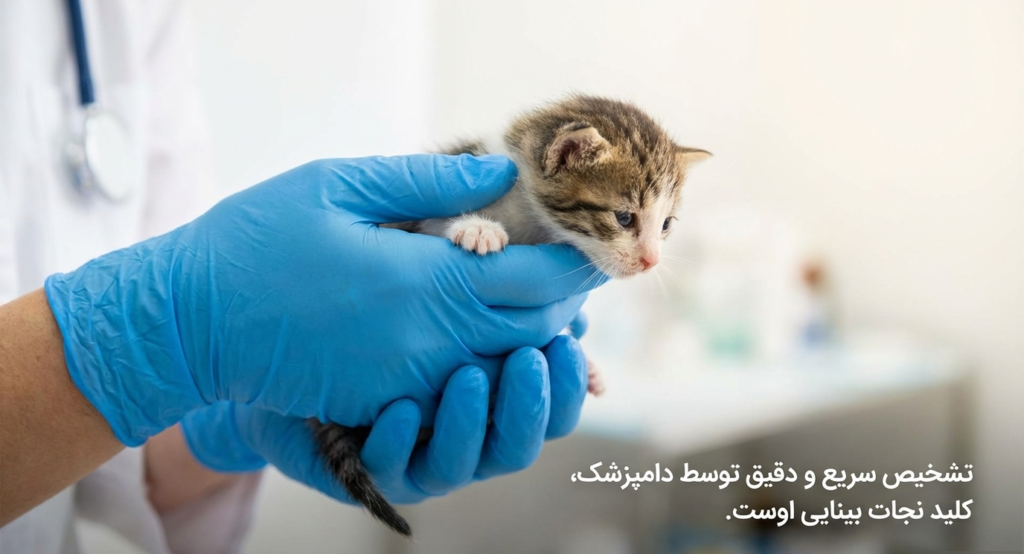 عفونت چشم در گربه‌های نوزاد