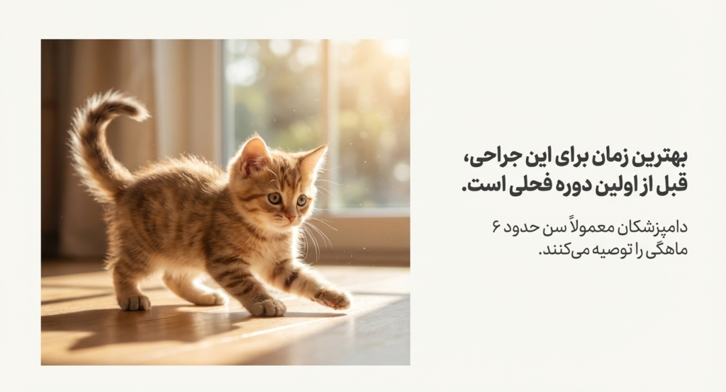 عقیم‌سازی گربه ماده