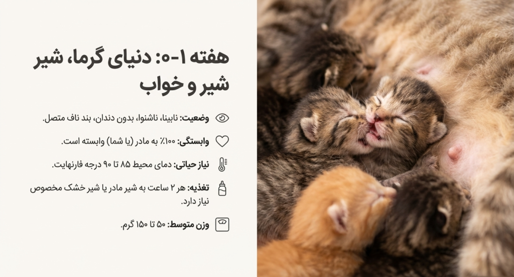 مراحل رشد بچه گربه از تولد تا ۸ هفتگی 2 مراحل رشد بچه گربه از تولد تا ۸ هفتگی