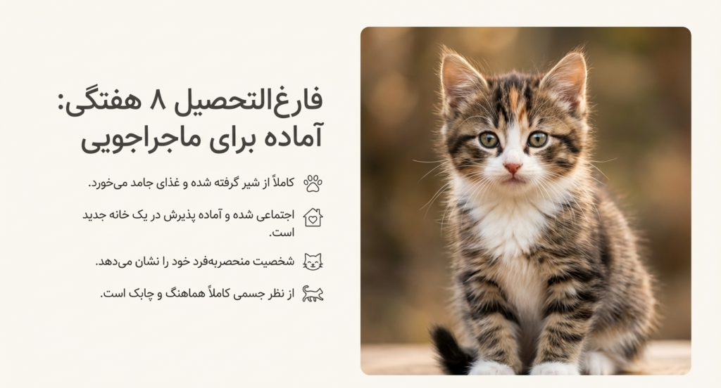 مراحل رشد بچه گربه از تولد تا ۸ هفتگی 9 مراحل رشد بچه گربه از تولد تا ۸ هفتگی