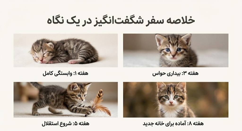 مراحل رشد بچه گربه از تولد تا ۸ هفتگی 1 مراحل رشد بچه گربه از تولد تا ۸ هفتگی