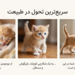 مراحل رشد بچه گربه از تولد تا ۸ هفتگی
