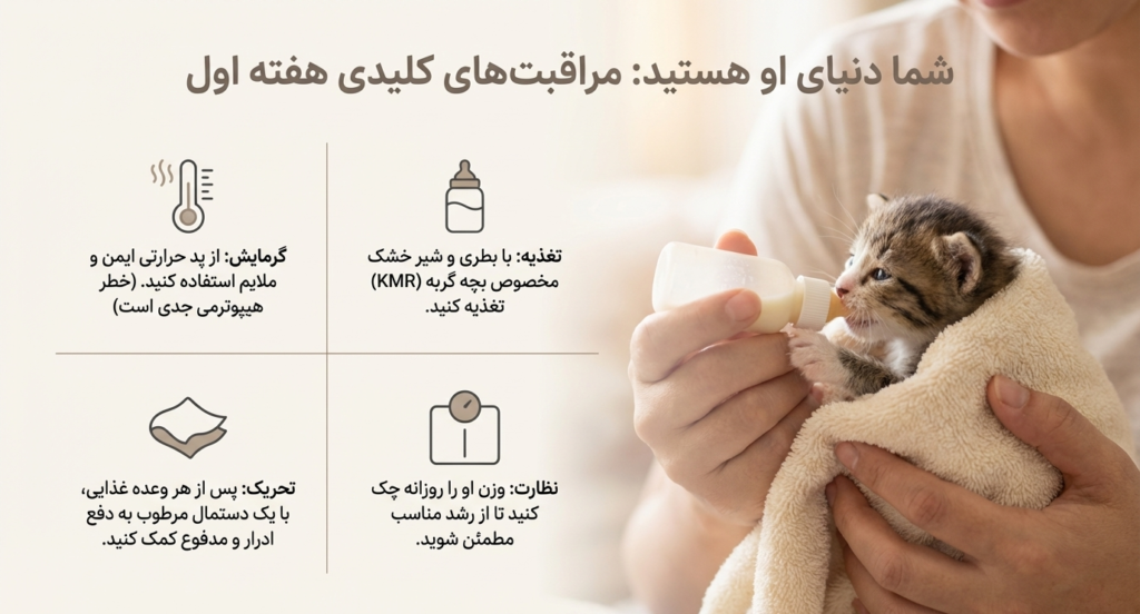 مراحل رشد بچه گربه از تولد تا ۸ هفتگی 3 مراحل رشد بچه گربه از تولد تا ۸ هفتگی